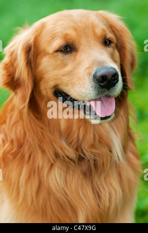 Erwachsene männliche Golden Retriever zeigt Zunge - (Canis Lupus Familiaris) Stockfoto