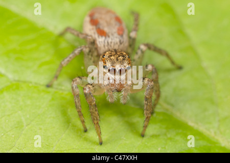 Dimorphen Jumper (Maevia Inclemens) - weiblich Stockfoto