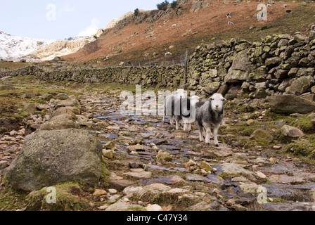 Drei Herdwick Schafe auf felsigen Pfad unter Schnee begrenzt Berggipfel von Langdale Pikes, Lake District, Cumbria, England Stockfoto