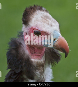 Weiße Spitze Geier (Trigonoceps Occipitalis) Stockfoto