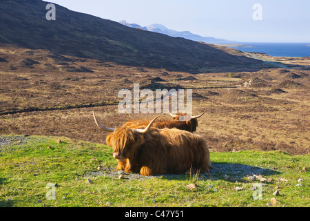 Hochlandregion, Schottland, Isle Of Skye, Cullins, Highland Kühe Stockfoto