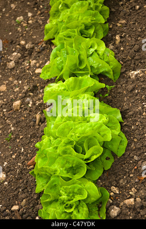 Eine Reihe von frischen grünen Salat wachsen in einem gut vorbereiteten Bett des Bodens Stockfoto