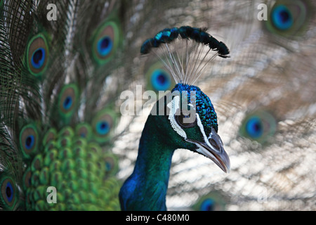 Männlicher Pfau auf der Insel Kos in Griechenland Stockfoto