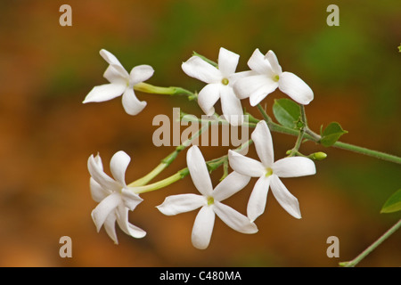 Azoren-Jasmin-Pflanze in voller Blüte Stockfoto