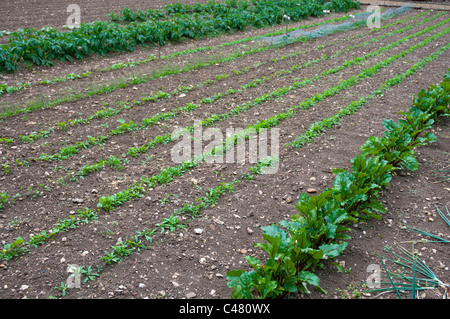 Ein formale englische Garten dargelegt in Reihen mit Radieschen, rote Beete und Kartoffeln Pflanzen. Stockfoto