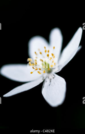 Buschwindroeschens, Bluete, Anemone Memorosa, Europäische Buschwindröschen blühen, Hedmark, Norwegen Stockfoto