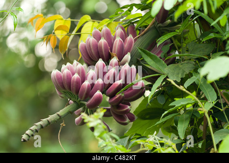 Bündel lila Bananen an einem wilden Baum hängen Stockfoto