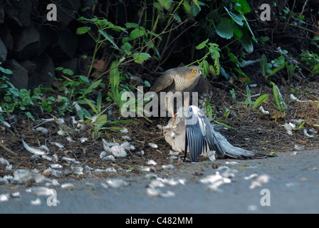 Weibliche Sparrowhawk Accipiter Nisus mit einer Ringeltaube Columba palumbus Stockfoto
