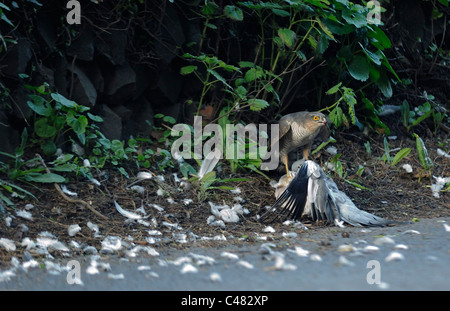 Weibliche Sparrowhawk Accipiter Nisus mit einer Ringeltaube Columba Palumbus, die es nur am Straßenrand in England getötet hat Stockfoto