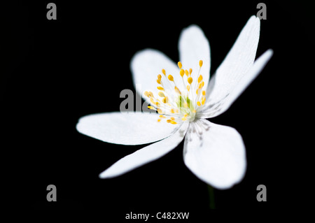 Buschwindroeschens, Bluete, Anemone Memorosa, Europäische Buschwindröschen blühen, Hedmark, Norwegen Stockfoto