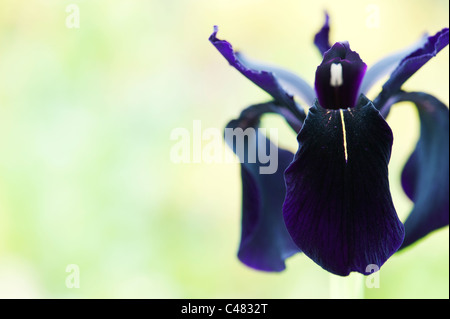 Iris Chrysographes "schwarze Form". Schwarze Iris (Iris Goldvein) in einem Garten Stockfoto