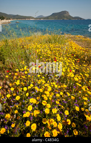 bunte Wildblumen am Strand Toroni, Sithonia, Griechenland Stockfoto