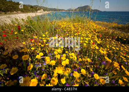 bunte Wildblumen am Strand Toroni, Sithonia, Griechenland Stockfoto