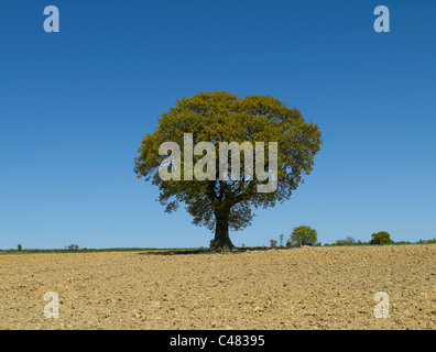 Einzeleiche in einem gepflügten Feld im Sommer Pockley North Yorkshire England Vereinigtes Königreich GB Großbritannien Stockfoto