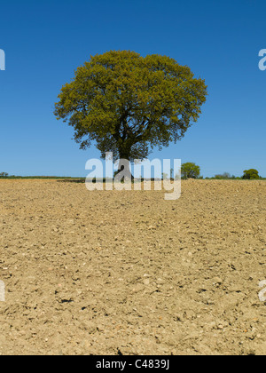 Einzeleiche in einem gepflügten Feld im Sommer Pockley North Yorkshire England Vereinigtes Königreich GB Großbritannien Stockfoto