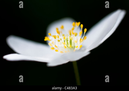 Buschwindroeschens, Bluete, Anemone Memorosa, Europäische Buschwindröschen blühen, Hedmark, Norwegen Stockfoto