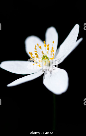 Buschwindroeschens, Bluete, Anemone Memorosa, Europäische Buschwindröschen blühen, Hedmark, Norwegen Stockfoto