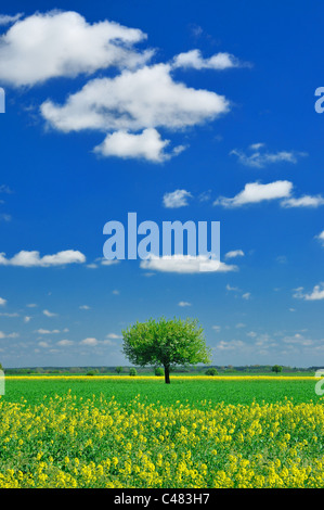 Frühling Landschaft - einsame Baum, Wiese und blauer Himmel