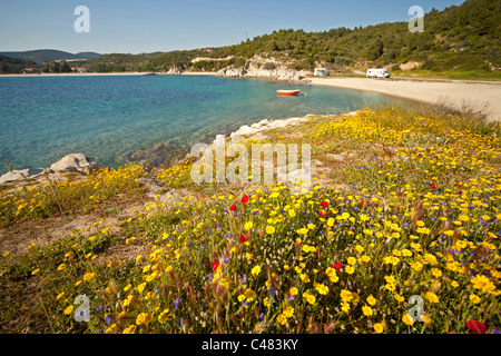 bunte Wildblumen am Strand Toroni, Sithonia, Griechenland Stockfoto