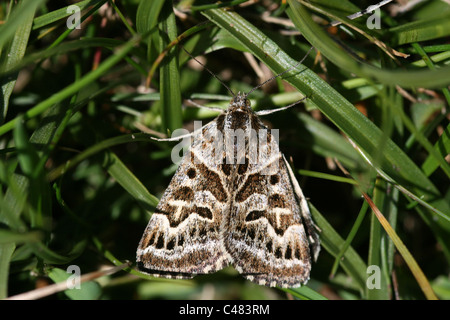 Mutter Shipton Moth Callistege mi Stockfoto