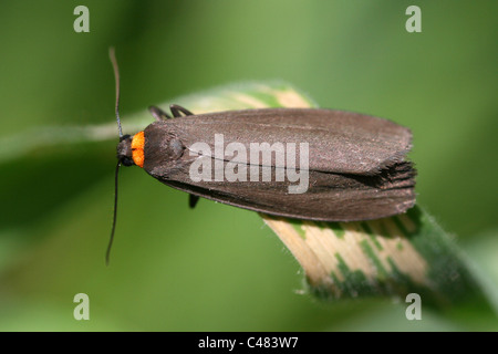 Red-necked Footman Atolmis Rubricollis, Lancashire, UK Stockfoto