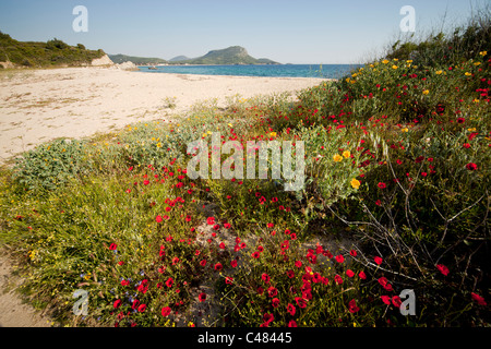 Poppys und bunte Wildblumen am Strand Toroni, Sithonia, Griechenland Stockfoto