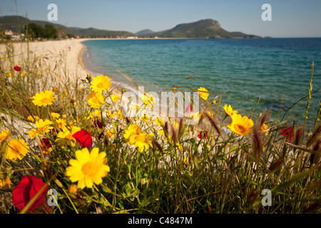 bunte Wildblumen am Strand Toroni, Sithonia, Griechenland Stockfoto