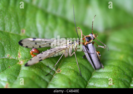 Männlichen Scorpion Fly Panorpa Germanica Essen ein Soldat Käfer Cantharis nigricans Stockfoto