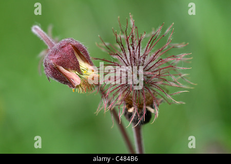 Wasser Avens Geum Rivale Taken in Lancashire, UK Stockfoto