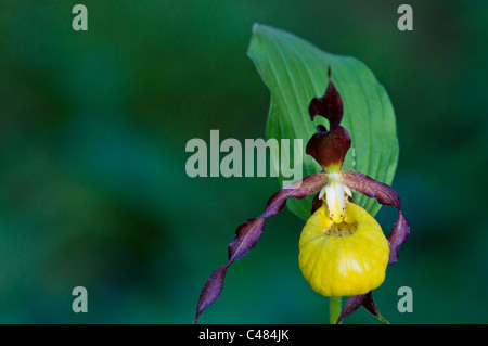 Europaeischer Frauenschuh, Cypripedium Calceolus, Lady Slipper Orchidee, Rena, Hedmark, Norwegen Stockfoto