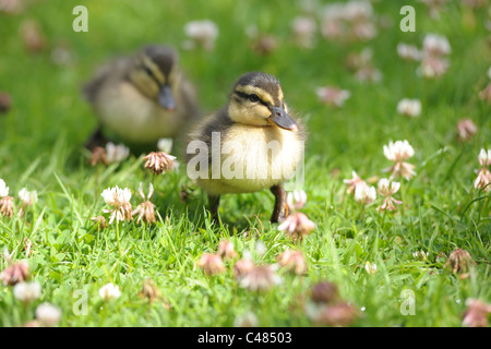 Eine Nahaufnahme von ein paar süße, Baby Entchen zu Fuß durch den Rasen... Stockfoto