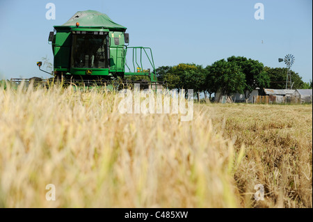 URUGUAY Bella Uniòn, 2100 Hektar großen Farm in der Nähe Fluss Uruguay, Reisernte mit John Deere Mähdrescher Stockfoto