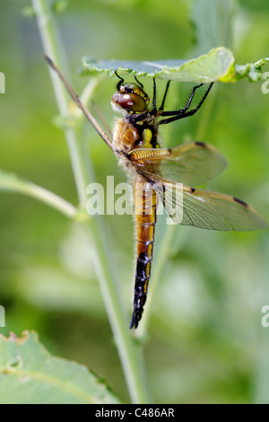 Vier Spotted Chaser Libelle Libellula Aquadrimaculata Stockfoto