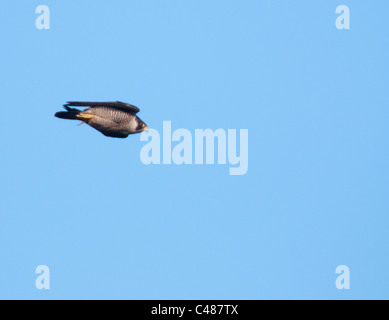 Wanderfalke (Falco Peregrinus) in voller Geschwindigkeit bücken bei der Verfolgung der Beute vor der Küste von Pembrokeshire in Wales Stockfoto