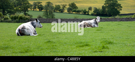 Breites Panorama von zwei Kühe sitzen auf einer grünen Wiese mit Trockenmauer und Bäume im Hintergrund, Cumbria, England Stockfoto