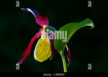 Europaeischer Frauenschuh, Cypripedium Calceolus, Lady Slipper Orchidee, Rena, Hedmark, Norwegen Stockfoto