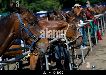 Minze-Polo in The Park, der führenden Outdoor-Polo und Lifestyle-Event im Zentrum von London. Ein Turnier für sechs internationale Teams. Stockfoto