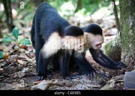 Gescheckte Kapuziner Affen in Manuel Antonio Nationalpark in der Provinz Puntarenas, Costa Rica Stockfoto