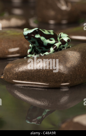 Schwarze und Grüne poison dart Frog [Dendrobates auratus] auf einem Felsen mit Reflexion im Wasser, Porträt Stockfoto