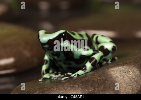 Schwarze und Grüne poison dart Frog [Dendrobates auratus] auf einem Felsen im Wasser, Porträt Stockfoto