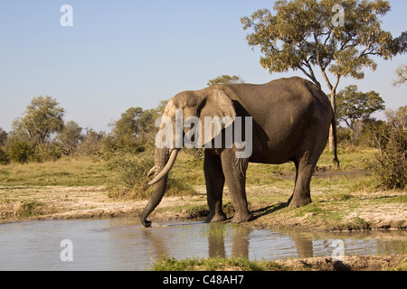 Afrikanischer Elefant (Loxodonta Africana), Im Wasser, Moremi Wildreservat, Botswana, Afrika Stockfoto