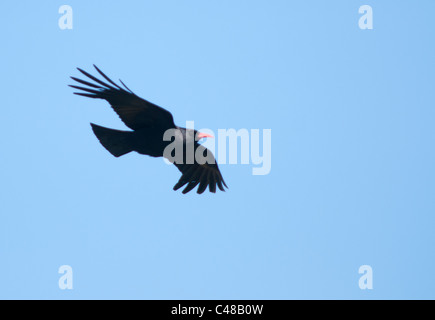 Alpenkrähe (Pyrrhocorax Pyrrhocorax) im Flug gegen blauen Himmel, Pembrokeshire, Wales Stockfoto