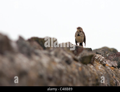 Thront Wiese Pieper (Anthus Pratensis) an trockenen Steinwand, Pembrokeshire Stockfoto