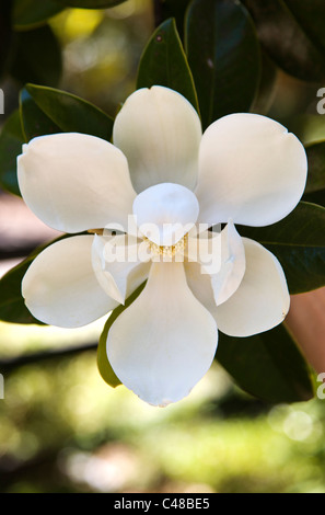 Blüte auf eine südliche Magnolie, Magnolia Plantation & Gärten, in der Nähe von Charleston, South Carolina, USA Stockfoto