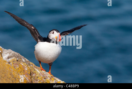 Thront Papageitaucher auf Skomer Island vor der Küste von Pembrokeshire in Wales Stockfoto