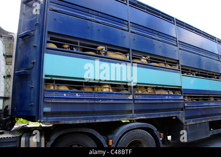 Lkw-Ladung von Schafen für Markt- oder live Export in Wales Großbritannien transportiert Stockfoto