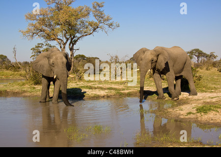 Afrikanische Elefanten (Loxodonta Africana) Beim Trinken bin Natürlichen Wasserloch, Savuti, Botswana, Afrika Stockfoto