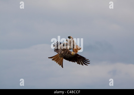 Paar rote Drachen fliegen bei der Fütterung Stadtzentrum in der Nähe Llanddeusant Carmarthenshire Wales.  116222 Red Kite Stockfoto