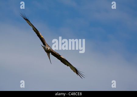 Rote Drachen fliegen Segelfliegen in der Fütterung Mitte in der Nähe von Llanddeusant Carmarthenshire Wales. 116248 Red Kite Stockfoto