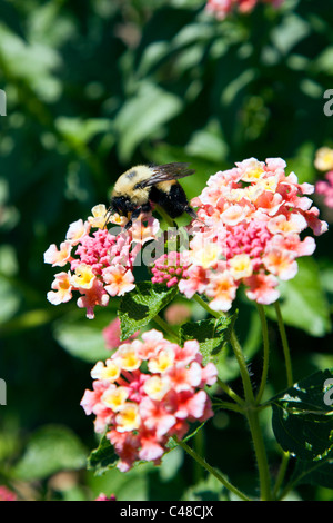 Gemeinsamen Blase Biene Bestäubung eine Blume Lantana (Eisenkraut-Familie), in den Gärten im Magnolia Plantation & Gardens, Charleston, SC Stockfoto